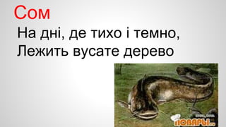 Сом 
На дні, де тихо і темно, 
Лежить вусате дерево 
 