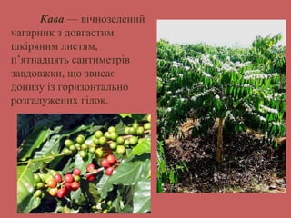 Кава — вічнозелений 
чагарник з довгастим 
шкіряним листям, 
п’ятнадцять сантиметрів 
завдовжки, що звисає 
донизу із горизонтально 
розгалужених гілок. 
 