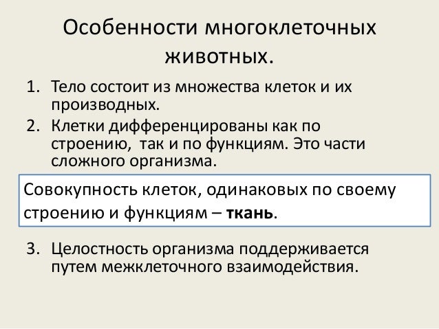 Одноклеточные организмы и многоклеточные организмы. Многоклеточные животные. Процессы жизнедеятельности многоклеточных организмов. Строение клетки химический состав клетки. Признаки многоклеточных животных.