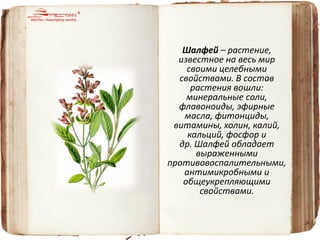 Шалфей – растение, известное на весь мир своими целебными свойствами. В состав растения вошли: минеральные соли, флавоноиды, эфирные масла, фитонциды, витамины, холин, калий, кальций, фосфор и др. Шалфей обладает выраженными противовоспалительными, антимикробными и общеукрепляющими свойствами.  