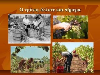 OO ττρρύύγγοοςς άάλλλλοοττεε κκααιι σσήήμμεερραα 
 