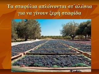 Τα σταφύλια ααππλλώώννοοννττααιι σσττ΄΄ααλλώώννιιαα 
γγιιαα νναα γγίίννοουυνν ξξεερρήή σσττααφφίίδδαα 
 