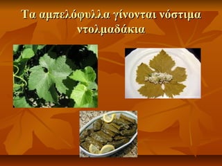 Τα ααμμππεελλόόφφυυλλλλαα γγίίννοοννττααιι ννόόσσττιιμμαα 
ννττοολλμμααδδάάκκιιαα 
 