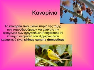 Καναρίνια 
Το καναρίνι είναι ωδικό πτηνό της τάξης 
των στρουθιομόρφων και ανήκει στην 
οικογένεια των φριγγιλιδών (Fringillidae). Η 
επίσημη ονομασία του εξημερωμένου 
καναρινιού είναι sirinus canaria domesticus 
 