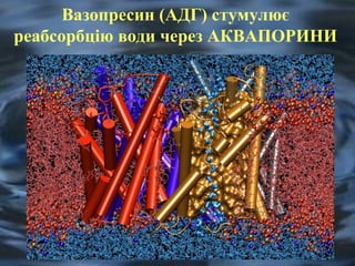 Вазопресин (АДГ) стумулює 
реабсорбцію води через АКВАПОРИНИ 
 