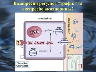 Вазопресин регулює “трафік” та 
експресію аквапорина-2 
 