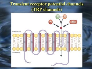 TTrraannssiieenntt rreecceeppttoorr ppootteennttiiaall cchhaannnneellss 
((TTRRPP cchhaannnneellss)) 
 