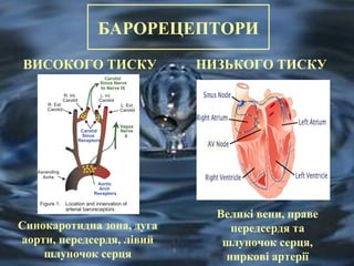 БАРОРЕЦЕПТОРИ 
ВИСОКОГО ТИСКУ 
Синокаротидна зона, дуга 
аорти, передсердя, лівий 
шлуночок серця 
НИЗЬКОГО ТИСКУ 
Великі вени, праве 
передсердя та 
шлуночок серця, 
ниркові артерії 
 