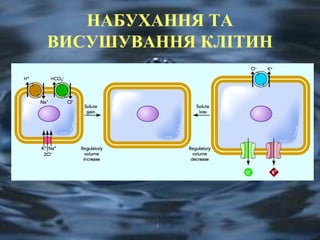НАБУХАННЯ ТА 
ВИСУШУВАННЯ КЛІТИН 
 