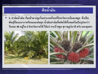 พืชน้ามัน 
3. ปาล์มน้ามัน เริ่มเข้ามาปลูกในประเทศไทยที่จังหวัดกระบี่และสตูล ซึ่งเป็น พันธุ์ที่ชอบอากาศร้อนและฝนชุก น้ามันปาล์มที่ผลิตได้ทั้งหมดในปัจจุบันกว่า ร้อยละ 90 อยู่ใน 5 จังหวัดภาคใต้ ได้แก่ กระบี่ สตูล สุราษฎร์ธานี ตรัง และชุมพร  