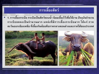 การเลี้ยงสัตว์ 
1. การเลี้ยงกระบือ กระบือเป็นสัตว์ชอบน้า นิยมเลี้ยงไว้เพื่อใช้งาน ปัจจุบันจานวน กระบือลดลงเป็นจานวนมาก แหล่งที่มีการเลี้ยงกระบือมาก ได้แก่ ภาค ตะวันออกเฉียงเหนือ ที่เลี้ยงกันน้อยคือภาคกลางตอนล่างและภาคใต้ของประเทศ  