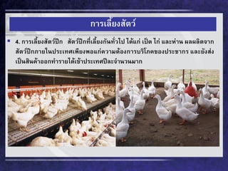การเลี้ยงสัตว์ 
4. การเลี้ยงสัตว์ปีก สัตว์ปีกที่เลี้ยงกันทั่วไป ได้แก่ เป็ด ไก่ และห่าน ผลผลิตจาก สัตว์ปีกภายในประเทศเพียงพอแก่ความต้องการบริโภคของประชากร และยังส่ง เป็นสินค้าออกทารายได้เข้าประเทศปีละจานวนมาก  