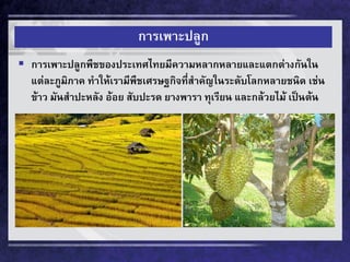 การเพาะปลูก 
การเพาะปลูกพืชของประเทศไทยมีความหลากหลายและแตกต่างกันใน แต่ละภูมิภาค ทาให้เรามีพืชเศรษฐกิจที่สาคัญในระดับโลกหลายชนิด เช่น ข้าว มันสาปะหลัง อ้อย สับปะรด ยางพารา ทุเรียน และกล้วยไม้ เป็นต้น  
