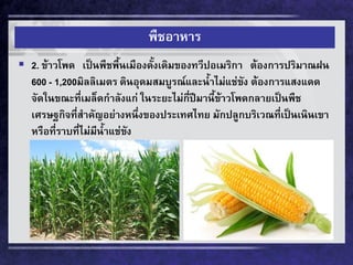 พืชอาหาร 
2. ข้าวโพด เป็นพืชพื้นเมืองดั้งเดิมของทวีปอเมริกา ต้องการปริมาณฝน 600 - 1,200มิลลิเมตร ดินอุดมสมบูรณ์และน้าไม่แช่ขัง ต้องการแสงแดด จัดในขณะที่เมล็ดกาลังแก่ ในระยะไม่กี่ปีมานี้ข้าวโพดกลายเป็นพืช เศรษฐกิจที่สาคัญอย่างหนึ่งของประเทศไทย มักปลูกบริเวณที่เป็นเนินเขา หรือที่ราบที่ไม่มีน้าแช่ขัง  