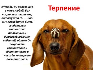«Что бы ни произошло Терпение 
в мире людей, Бог 
сохраняет терпение, 
потому что Он — Бог. 
Ему приходится быть 
свидетелем 
множества 
трагичных и 
душераздирающих 
событий, однако Он 
сохраняет 
спокойствие и 
сдержанность и 
никогда не теряет 
достоинства». 
 