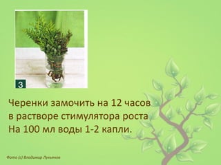 Черенки замочить на 12 часов 
в растворе стимулятора роста 
На 100 мл воды 1-2 капли. 
Фото (с) Владимир Лукьянов  