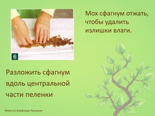 Мох сфагнум отжать, чтобы удалить излишки влаги. 
Разложить сфагнум 
вдоль центральной 
части пеленки 
Фото (с) Владимир Лукьянов  