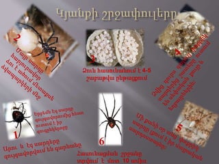 3 
Ձուն հասունանում է 4-5 
շաբաթվա ընթացքում 
6 
Հասունացման շրջանը 
տրվում է մոտ 10 ամիս 
 