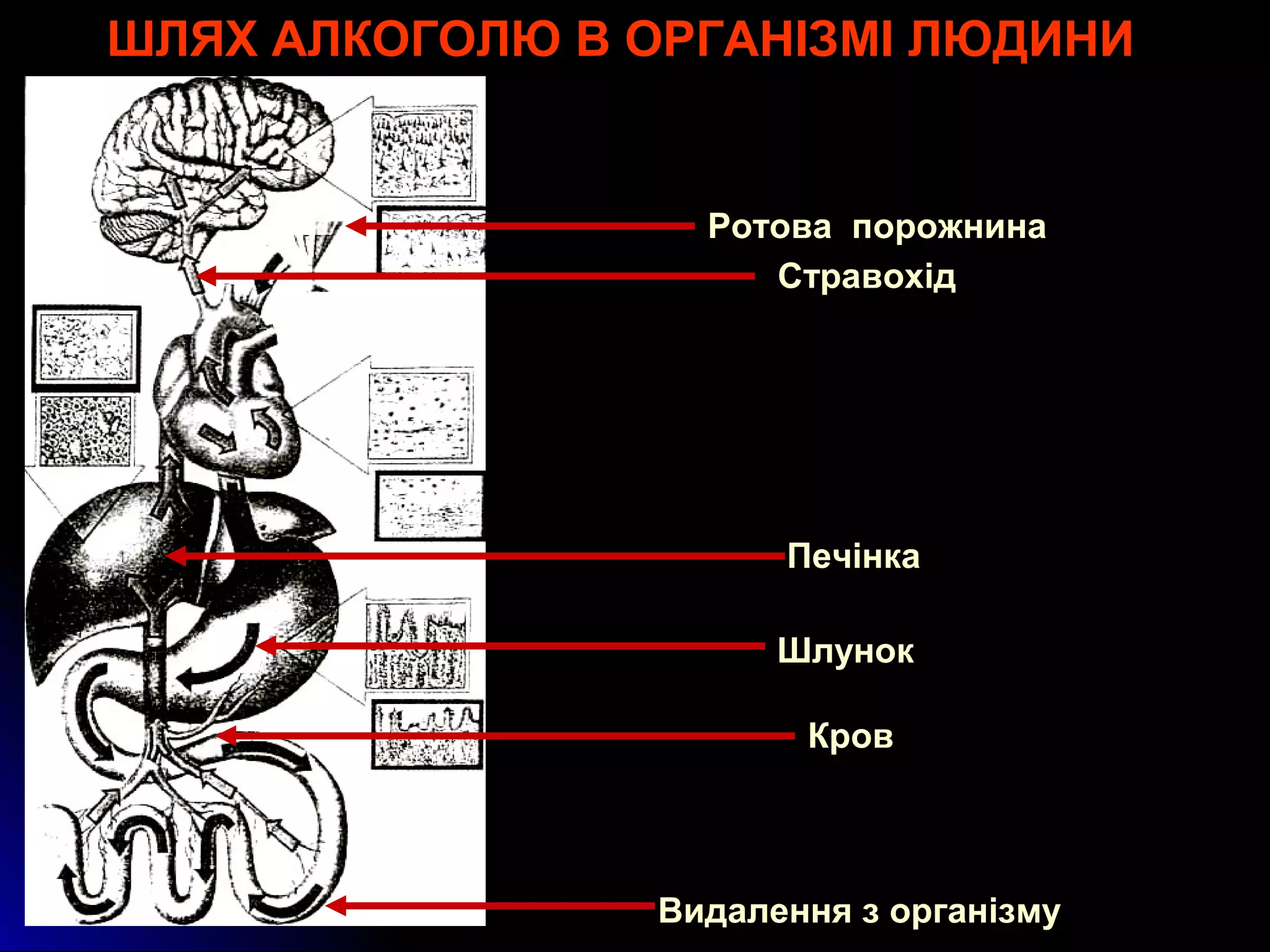 ШЛЯХ АЛКОГОЛЮ В ОРГАНІЗМІ ЛЮДИНИ 
Алкоголь − 
Ротова порожнина 
Стравохід 
Печінка 
Шлунок 
Кров 
Видалення з організму 
 