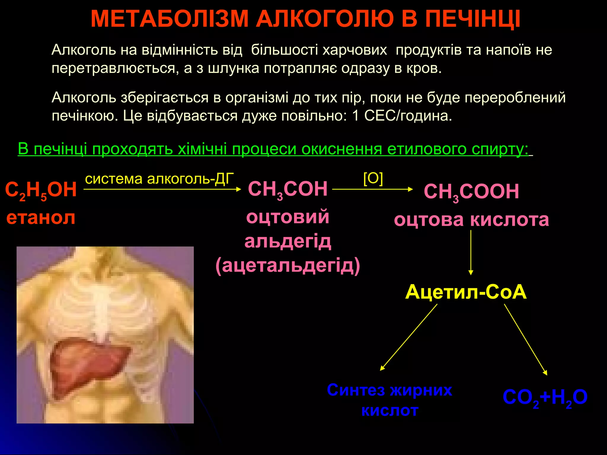 МЕТАБОЛІЗМ АЛКОГОЛЮ В ПЕЧІНЦІ 
Алкоголь на відмінність від більшості харчових продуктів та напоїв не 
перетравлюється, а з шлунка потрапляє одразу в кров. 
Алкоголь зберігається в організмі до тих пір, поки не буде перероблений 
печінкою. Це відбувається дуже повільно: 1 CЕС/година. 
В печінці проходять хімічні процеси окиснення етилового спирту: 
С2H5ОН 
система алкоголь-ДГ СН3СОН 
етанол 
оцтовий 
альдегід 
(ацетальдегід) 
[О] СН3СООН 
оцтова кислота 
Ацетил-СоА 
Синтез жирних 
кислот СО2+Н2О 
 