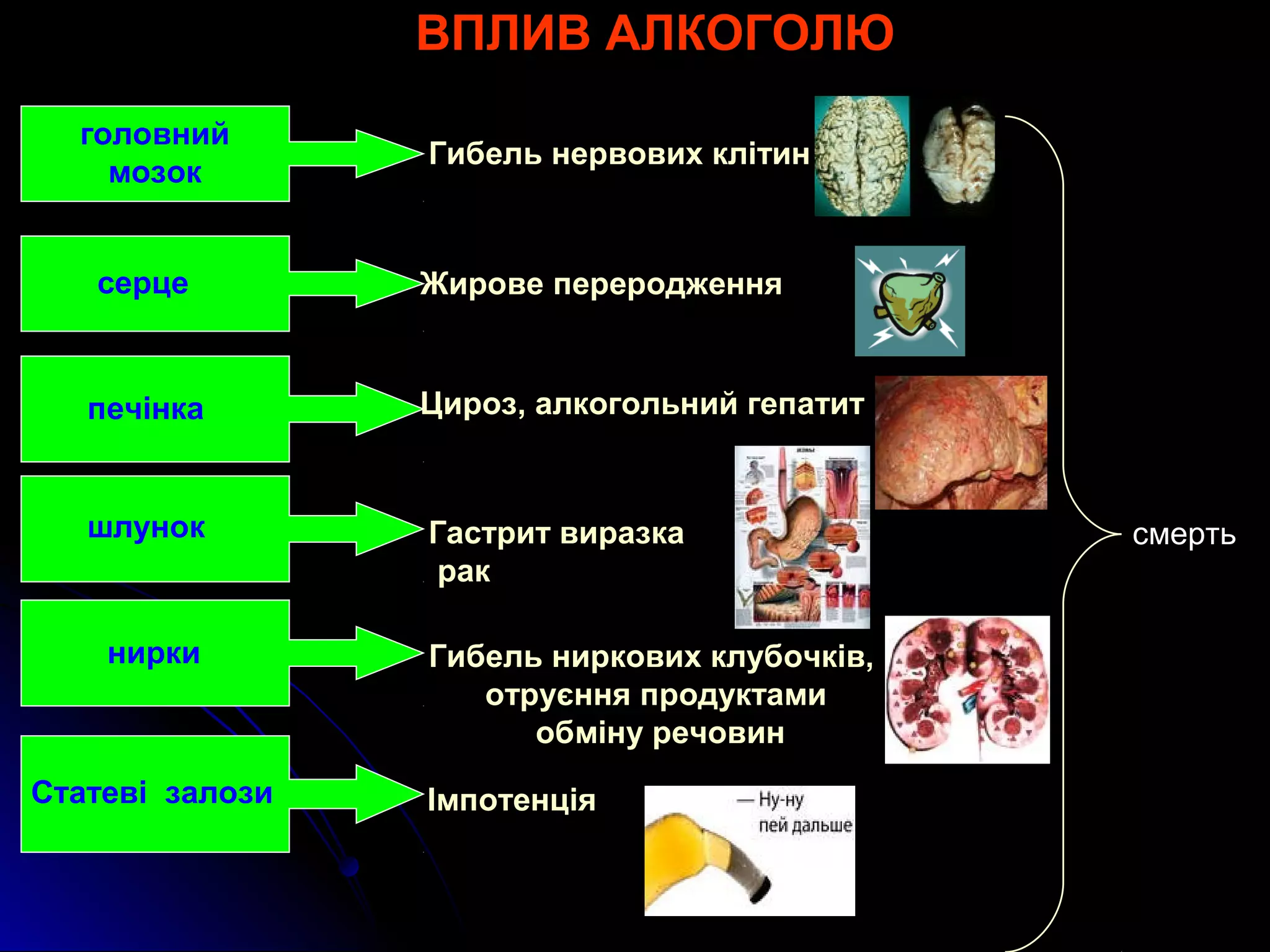 ВПЛИВ АЛКОГОЛЮ 
головний 
мозок Гибель нервових клітин 
серце Жирове переродження 
печінка Цироз, алкогольний гепатит 
шлунок Гастрит виразка 
рак 
нирки Гибель ниркових клубочків, 
отруєння продуктами 
обміну речовин 
Статеві залози Імпотенція 
смерть 
 