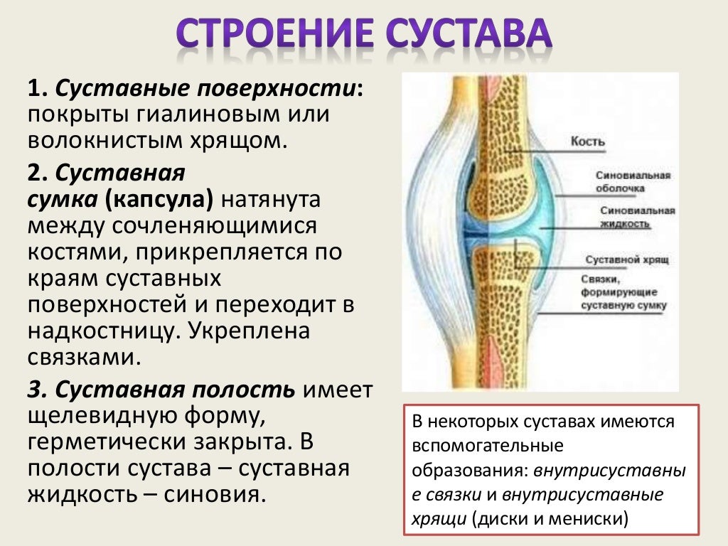 Признаком возрастных изменений костей является. Строение суставов. Классификация суставов по строению и функции. Коленный сустав строение и функции анатомия. Функции коленного сустава человека анатомия. Строение сустава функции структур.