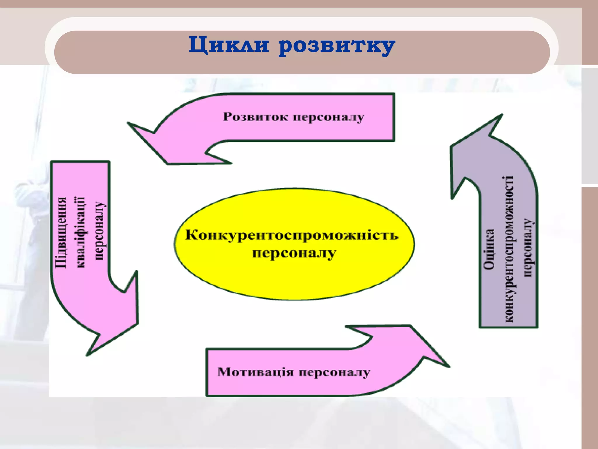 Цикли розвитку
 