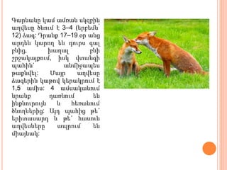 էլեն Ղարագյոզյան Աղվես | PPTX