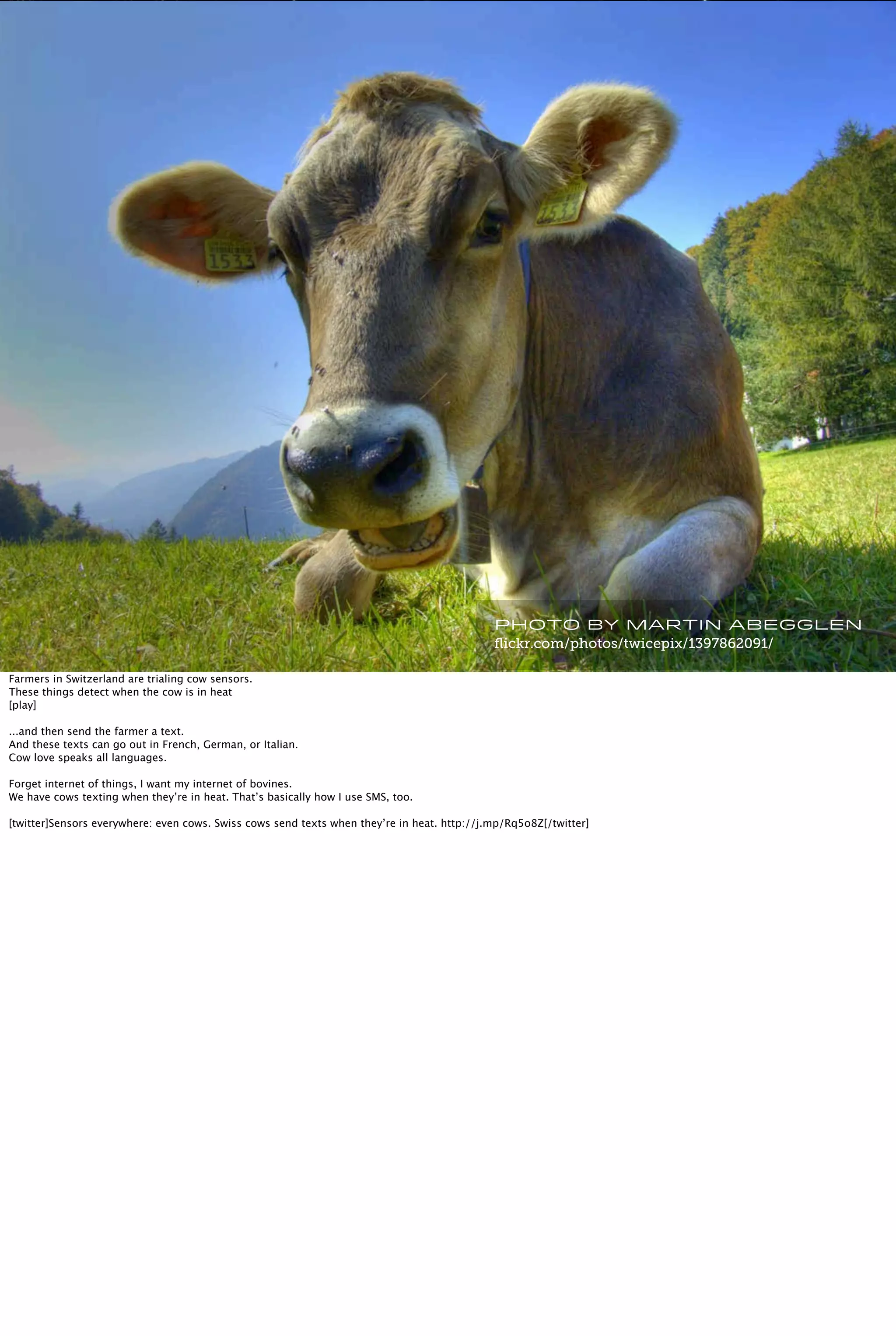 Photo by Martin Abegglen
ﬂickr.com/photos/twicepix/1397862091/
Farmers in Switzerland are trialing cow sensors.
These things detect when the cow is in heat
[play]
...and then send the farmer a text.
And these texts can go out in French, German, or Italian.
Cow love speaks all languages.
Forget internet of things, I want my internet of bovines.
We have cows texting when they’re in heat. That’s basically how I use SMS, too.
[twitter]Sensors everywhere: even cows. Swiss cows send texts when they’re in heat. http://j.mp/Rq5o8Z[/twitter]
 