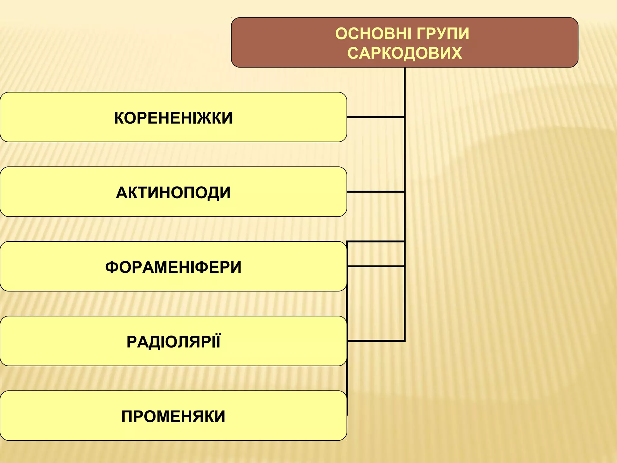ОСНОВНІ ГРУПИ
САРКОДОВИХ
КОРЕНЕНІЖКИ
АКТИНОПОДИ
ФОРАМЕНІФЕРИ
РАДІОЛЯРІЇ
ПРОМЕНЯКИ
 
