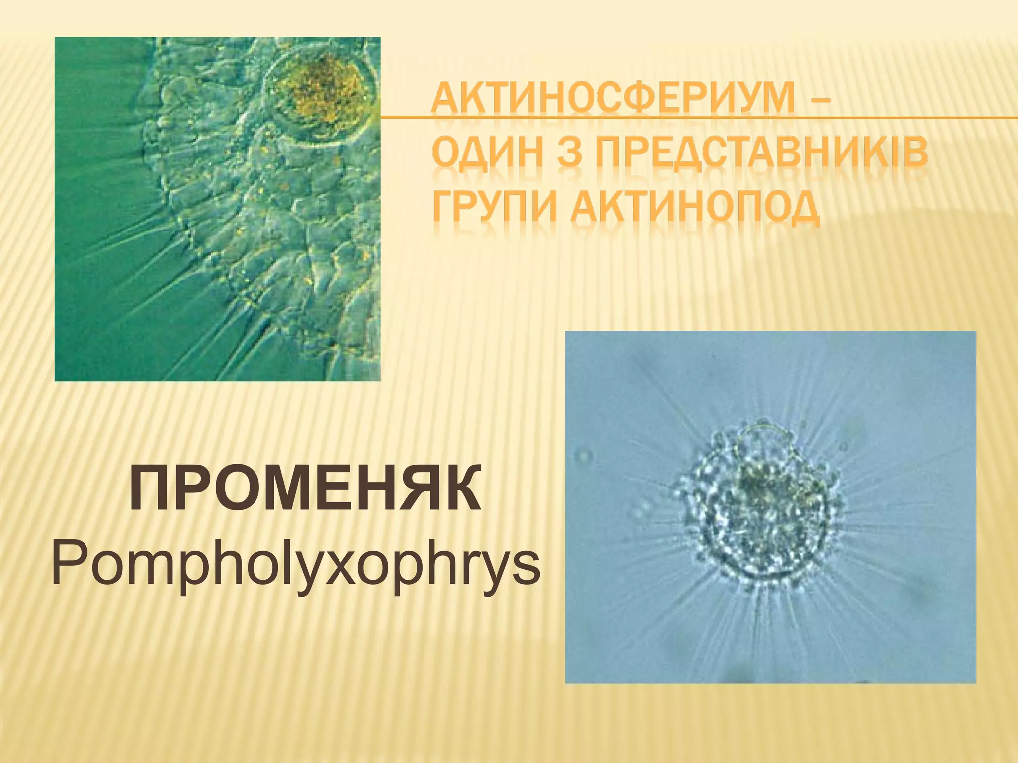 ПРОМЕНЯК
Pompholyxophrys
 