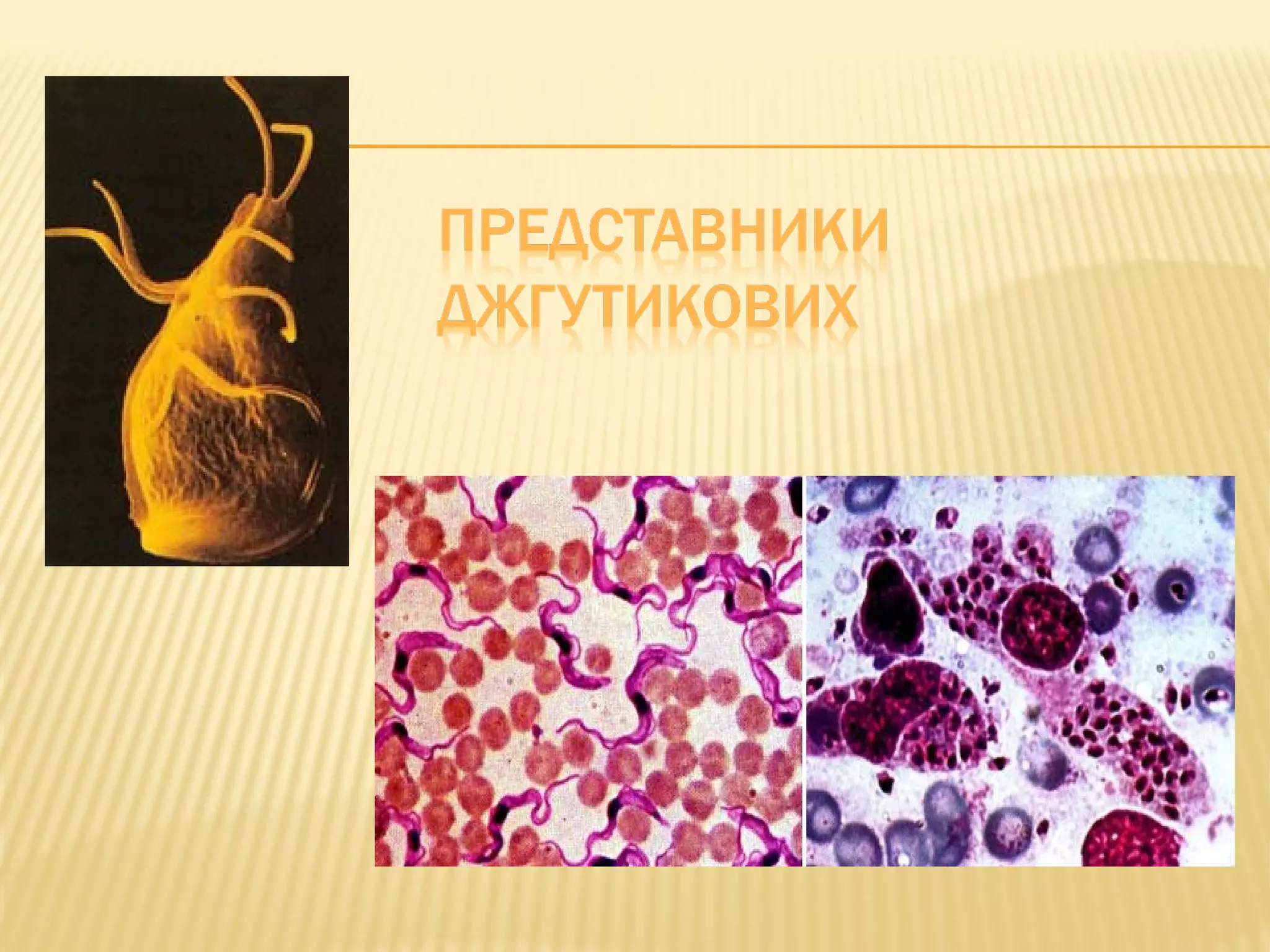 презентація учнів