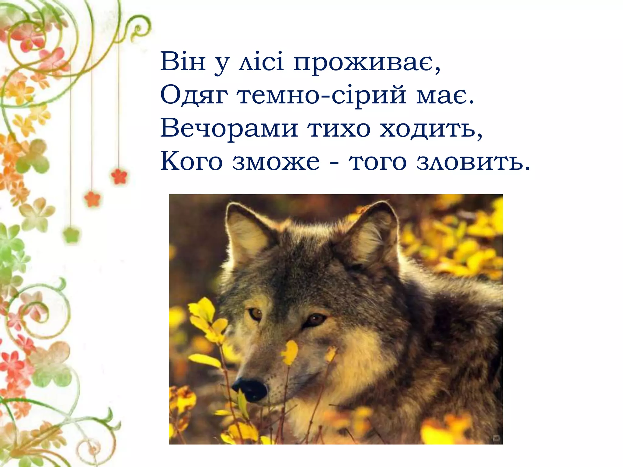 Він у лісі проживає,
Одяг темно-сірий має.
Вечорами тихо ходить,
Кого зможе - того зловить.
 