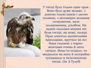 У гнізді було тільки одне орля.
Воно було дуже велике, з
довгою голою шиєю і лисою
головою, з непомірно великим
гачкуватим, наче
полакованим, дзьобом. На
задніх пальцям міцних ніг
були гострі, як ножі, пазурі.
Орля лопотіло напівголими
крильцями, крутило на всі
боки головою з чорно-
жовтими очима й люто
сичало. Воно то осідало, то
зводилося на ноги й незграбно
тупцювало в незатишному
гнізді. (За З.Тулуб)
 