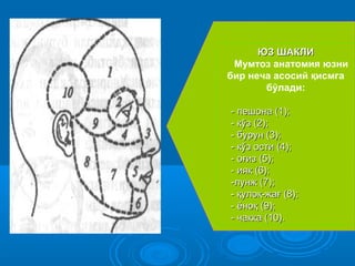ЮЗ ШАКЛИЮЗ ШАКЛИ
Мумтоз анатомия юзни
бир неча асосий қисмга
бўлади:
-- пешона (1);пешона (1);
-- кўз (2);кўз (2);
-- бурун (3);бурун (3);
-- кўз ости (4);кўз ости (4);
-- оғиз (5);оғиз (5);
-- ияк (6);ияк (6);
--лунж (7);лунж (7);
-- қулоқ-жағ (8);қулоқ-жағ (8);
-- ёноқ (9);ёноқ (9);
-- чакка (10).чакка (10).
 