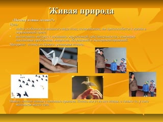 Живая природаЖивая природа
«Почему птицы летают?»«Почему птицы летают?»
Цель:Цель:
 найти особенности внешнего вида птиц, позволяющие, им приспособится к жизни внайти особенности внешнего вида птиц, позволяющие, им приспособится к жизни в
окружающей среде;окружающей среде;
 воспитывать интерес к познанию окружающей действительности с помощьювоспитывать интерес к познанию окружающей действительности с помощью
постановки проблемных вопросов, обсуждений и экспериментирований.постановки проблемных вопросов, обсуждений и экспериментирований.
Материал: птичка из бумаги, резиновая птичка.Материал: птичка из бумаги, резиновая птичка.
Вывод: летают птицы с помощью крыльев. Летать могут не все птицы, а только те, у когоВывод: летают птицы с помощью крыльев. Летать могут не все птицы, а только те, у кого
маленькая масса тела.маленькая масса тела.
 