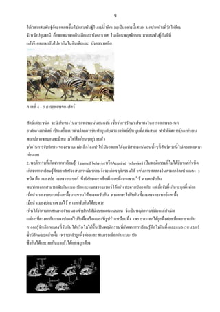 9
ได้เวลาผสมพันธุ์ก็จะอพยพขึ้นไปผสมพันธุ์ในแม่น้าอีกและเป็นอย่างนี้เสมอ นกปากห่างที่วัดไผ่ล้อม
จังหวัดปทุมธานี ก็อพยพมาจากอินเดียและบังคลาเทศ ในเดือนพฤศจิกายน มาผสมพันธุ์กันที่นี่
แล้วจึงอพยพกลับไปหากินในอินเดียและ บังคลาเทศอีก
ภาพที่ 4 –9 การอพยพของสัตว์
สัตว์แต่ละชนิด จะมีเส้นทางในการอพยพแน่นอนคงที่ เชื่อว่าการรักษาเส้นทางในการอพยพของนก
อาศัยดวงอาทิตย์ เป็นเครื่องนาทางโดยการบินทามุมกับดวงอาทิตย์เป็นมุมที่คงที่เสมอ ทาให้ทิศการบินแน่นอน
พวกปลาแซลมอนจะมีสนามไฟฟ้าอ่อนๆอยู่รอบตัว
ช่วยในการจับทิศทางของสนามแม่เหล็กโลกทาให้มันอพยพได้ถูกทิศทางแน่นอนทั้งๆที่สัตว์พวกนี้ไม่เคยอพยพมา
ก่อนเลย
2. พฤติกรรมที่เกิดจากการเรียนรู้ (learned behaviorหรือAcquired behavior) เป็นพฤติกรรมที่ไม่ได้มีมาแต่กาเนิด
เกิดจากการเรียนรู้ต้องอาศัยประสบการณ์มาก่อนจึงจะเกิดพฤติกรรมได้ เช่นการทดลองในคางคกโดยนาแมลง 3
ชนิด คือ แมลงปอ แมลงรอบเบอร์ ซึ่งมีลักษณะคล้ายผึ้งและผึ้งมาแขวนไว้ คางคกจับกิน
พบว่าคางคกสามารถจับกินแมลงปอและแมลงรอบเบอร์ได้อย่างสะดวกปลอดภัย แต่เมื่อจับผึ้งกินจะถูกผึ้งต่อย
เมื่อนาแมลงรอบเบอร์และผึ้งมาแขวนให้คางคกจับกิน คางคกจะไม่จับกินทั้งแมลงรอบเบอร์และผึ้ง
เมื่อนาแมลงปอมาแขวนไว้ คางคกจับกินได้สะดวก
เห็นได้ว่าคางคกสามารถจับแมลงเข้าปากได้มีแบบแผนแน่นอน จึงเป็นพฤติกรรมที่มีมาแต่กาเนิด
แต่การที่คางคกกินแมลงปอแต่ไม่กินผึ้งหรือแมลงที่รูปร่างเหมือนผึ้ง เพราะคางคกได้ถูกผึ้งต่อยเมื่อพยายามกิน
คางคกรู้จักเลือกแมลงที่จับกินได้หรือไม่ได้นั้นเป็นพฤติกรรมที่เกิดจากการเรียนรู้คือไม่กินผึ้งและแมลงรอบเบอร์
ซึ่งมีลักษณะคล้ายผึ้ง เพราะกลัวถูกผึ้งต่อยและสามารถเลือกกินแมลงปอ
ซึ่งกินได้และเคยกินมาแล้วได้อย่างถูกต้อง
 