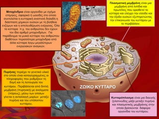 Μιτοχόνδριο είναι οργανίδιο με σχήμα
επίμηκες, σφαιρικό ή ωοειδές στο οποίο
συντελείται η κυτταρική αναπνοή δηλαδή η
διάσπαση χημικών ουσιών με τη βοήθεια
ενζύμων και η απελευθέρωση ενέργειας. Όλα
τα κύτταρα π.χ. του ανθρώπου δεν έχουν
τον ίδιο αριθμό μιτοχονδρίων. Για
παράδειγμα τα μυικά κύτταρα του ανθρώπου
διαθέτουν περισσότερα μιτοχόνδρια από
άλλα κύτταρα λογω μεγαλύτερων
ενεργειακών αναγκών.
Πλασματική μεμβράνη είναι μια
μεμβράνη από λιπίδια και
πρωτεΐνες που οριοθετεί το
κύτταρο και ελέγχει την είσοδο και
την έξοδο ουσιών εξυπηρετώντας
την επικοινωνία του κυττάρου με
το περιβάλλον.
Πυρήνας περιέχει το γενετικό υλικό
στο οποίο είναι καταγεγραμμένες οι
πληροφορίες που ρυθμίζουν τη
δομή και τη λειτουργία του
κυττάρου. Περιβάλλεται από διπλή
μεμβράνη (πυρηνική) με ανοίγματα
(πόρους), μέσω των οποίων
γίνεται η ανταλλαγή μορίων μεταξύ
πυρήνα και του υπόλοιπου
κυττάρου.
Κυτταρόπλασμα είναι μια διαυγής
ζελατινώδης μάζα μεταξύ πυρήνα
και πλασματικής μεμβράνης στην
οποία βρίσκονται διάφορα
οργανίδια του κυττάρου.
ΖΩΙΚΟ ΚΥΤΤΑΡΟ
 
