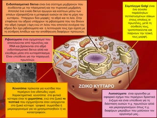 Ενδοπλασματικό δίκτυο είναι ένα σύστημα μεμβρανών που
συνδέονται με την πλασματική και την πυρηνική μεμβράνη.
Αποτελεί ένα ενιαίο δίκτυο αγωγών και κύστεων μέσω των
οποίων εξασφαλίζεται η μεταφορά ουσιών σε όλα τα μέρη του
κυττάρου. Υπάρχουν δύο μορφές: το αδρό και το λείο. Στην
επιφάνεια του αδρού υπάρχουν τα ριβοσώματα που του δίνουν
την αδρή (τραχιά ) όψη ενώ στ λείου που αποτελεί συνέχεια του
αδρού δεν έχει ριβοσώματα και η λετιτουργία τους έχει σχεση με
τη σύνθρση λιπιδίων και την αποθήκευση διαφόρων πρτειωνών.
Σύμπλεγμα Golgi είναι
ένα σύνολο
παράλληλων
πεπλατυσμένων σάκων
στους οποίους οι
πρωτεΐνες, μετά τη
σύνθεση τους,
τροποποιούνται και
παίρνουν την τελική
τους μορφή.
Κενοτόπια πρόκειται για κυστίδια που
περιέχουν ένα υδατώδες υγρό.
Χαρακτηριστικά κενοτόπια στα φυτικά
κύτταρα είναι το χυμοτόπια, ενώ στα ζωικά τα
πεπτικά που σχηματίζονται όταν εισέρχονται
στο ζωικό κύτταρο τροφικά σωματίδια ή
μικροοργανισμοί για να χρησιμοποιηθούν ή να
καταστραφούν.
Λυσοσώματα είναι οργανίδια με
σφαιρικό σχήμα που περιέχουν δραστικά
ένζυμα και είναι υπεύθυνα για τη
διάσπαση ουσιών π.χ. πρωτεϊνών αλλά
και μικροοργανισμών όπως π.χ.
διαφόρων μικροβίων που μολύνουν τον
οργανισμό μας..
Ριβοσώματα είναι σχηματισμοί που
αποτελούνται από πρωτεΐνες και
RNA και βρίσκονται στο αδρό
ενδοπλασματικό δίκτυο αλλά και
ελεύθερα μέσα στο κυτταρόπλασμα.
Είναι υπεύθυνα για την παραγωγή
πρωτεϊνών.
ΖΩΙΚΟ ΚΥΤΤΑΡΟ
 