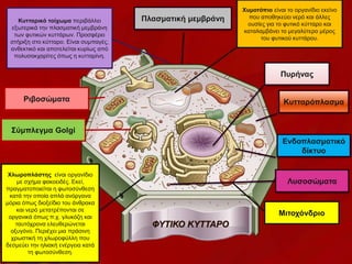 ΦΥΤΙΚΟ ΚΥΤΤΑΡΟ
Ριβοσώματα
Πυρήνας
Μιτοχόνδριο
Χλωροπλάστης είναι οργανίδιο
με σχήμα φακοειδές. Εκεί,
πραγματοποιείται η φωτοσύνθεση
κατά την οποία απλά ανόργανα
μόρια όπως διοξείδιο του άνθρακα
και νερό μετατρέπονται σε
οργανικά όπως π.χ. γλυκόζη και
ταυτόχρονα ελευθερώνεται
οξυγόνο. Περιέχει μια πράσινη
χρωστική τη χλωροφύλλη που
δεσμεύει την ηλιακή ενέργεια κατά
τη φωτοσύνθεση.
Χυμοτόπιο είναι το οργανίδιο εκείνο
που αποθηκεύει νερό και άλλες
ουσίες για το φυτικό κύτταρο και
καταλαμβάνει το μεγαλύτερο μέρος
του φυτικού κυττάρου.
Κυτταρόπλασμα
Κυτταρικό τοίχωμα περιβάλλει
εξωτερικά την πλασματική μεμβράνη
των φυτικών κυττάρων. Προσφέρει
στήριξη στο κύτταρο. Είναι συμπαγές,
ανθεκτικό και αποτελείται κυρίως από
πολυσακχαρίτες όπως η κυτταρίνη.
Πλασματική μεμβράνη
Ενδοπλασματικό
δίκτυο
Σύμπλεγμα Golgi
Λυσοσώματα
 
