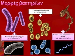 Βάκιλλοι (ραβδοειδές σχήμα)
Π.χ. Λακτοβάκιλλος
Κόκκοι (σφαιρικό σχήμα)
Π.χ. Σταφυλόκοκκος
Σπείρες ή σπειρίλια (ελικοειδές
σχήμα)
Π.χ. Καμπυλοβακτηρίδιο
 