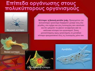 Κύτταρο: η βασική μονάδα ζωής. Προκειμένου για
πολυκύτταρο οργανισμό διαφέρουν μεταξύ τους στο
μέγεθος, στο σχήμα και στις λειτουργίες που επιτελούν
και δεν μπορούν να ζήσουν ανεξάρτητα από τα
υπόλοιπα κύτταρα του οργανισμού. Στους
μονοκύτταρους όμως οργανισμούς το μοναδικό
κύτταρο πραγματοποιεί όλες τις λειτουργίες μόνο του.
Νευρικό κύτταρο
Μυϊκό κύτταρο
Ενδοθηλιακό κύτταρο
Αμοιβάδα
 