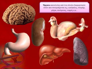 Όργανο αποτελείται από ένα σύνολο διαφορετικών
ιστών που συνεργάζονται π.χ. εγκέφαλος, στομάχι,
μήτρα, πνεύμονας, νεφρός κ.α..
 
