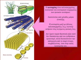 Η κυτταρίνη είναι πολυσακχαρίτης ,
συστατικό του κυτταρικού τοιχώματος
των φυτικών κυττάρων.
Αποτελείται από χιλιάδες μόρια
γλυκόζης.
Η κυτταρίνη μαζί με άλλους
πολυσακχαρίτες ( π.χ. λιγνίνη)
ανήκουν στις λεγόμενες φυτικές ίνες.
Δεν έχουν καμία θρεπτική αξία γιατί
δεν διασπώνται από τον ανθρώπινο
οργανισμό, αλλά διευκολύνουν την
απέκκριση από το παχύ έντερο,
συμβάλλοντας έτσι στην καλή
λειτουργία του.
 