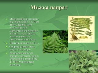 Мъжка папрат
 Многогодишно тревисто
растение с едро, до 30 см
дълго, дебело, косо
възходящо или
хоризонтално коренище,
покрито с остатъци от
листни дръжки на
миналогодишни листа.
 Листата са дълги до 1 м .
 Спорите узряват през
август-септември.
 Разпространена е из
влажни, сенчести гори и
храсталаци в планините
до 1800 м надморска
височина.
 