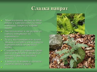 Сладка папрат
 Многогодишна, висока до 40см.
папрат с хоризонтално пълзящо
коренище, покрито с кафяви
люспи.
 Листата излизат в две редици от
горната повърхност на
коренището.
 Те са с жълтеникава или зелена
дръжка, а петурите им са пересто
нарязани почти до средната
жилка.
 Спорангиите са събрани в групи,
които са наредени в два реда от
долната страна на листните
делчета.
 Среща се по влажни и сенчести
скали из цялата страна.

 