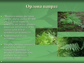 Орлова папрат
 Многогодишно растение
с едри листа, дълги 40-400
см, 2-3 пъти перести,
кожести, на дълга дръжка,
равна на петурата или по-
дълга, голи или в
основата си влакнести.
 Коренището дълго,
пълзящо.
 Широко разпространена е
в цялата страна от
морското равнище до
високо планинския пояс,
особено по сечища,
поляни и гори.

 