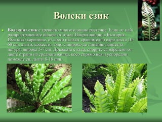  Волският език е тревисто многогодишно растение. Един от най-
разпространените видове от отдел Папратовидни в България.
Има късо коренище, от което излизат сравнително едри листа 10-
60 cm. дълги, кожести, голи, с широко до линейно ланцетна
петура, широка 5-7 cm. Дръжката е къса, спорите са наредени от
двете страни на средната жилка, косо спрямо нея и успоредни
помежду си, дълги 8-18 mm.
Волски език
 