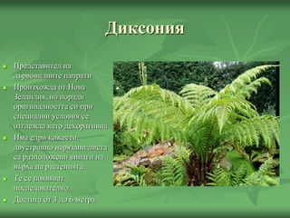 Диксония
 Представител на
дървовидните папрати
 Произхожда от Нова
Зеландия, но поради
оригиналността си при
специални условия се
отглежда като декоративна
 Има едри кожести,
двустранно нарязани листа
са разположени винаги на
върха на растенията.
 Те се появяват
последователно.
 Достига от 3 до 6 метра.
 
