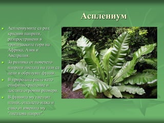 Асплениум
 Асплениумите са род
красиви папрати,
разпространени в
тропическите гори на
Африка, Азия и
Австралия.
 За разлика от повечето
папрати листата на тази са
цели и образуват фуния.
 В природата расте като
епифитно растение и
достига огромни размери.
 В фунията му гнездят
птици, откъдето иджа и
едно от имената му
"гнездова папрат".
 
